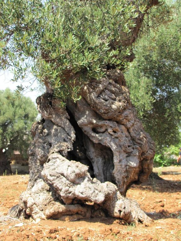 Penzion Antica Masseria Carparelli Ostuni Exteriér fotografie